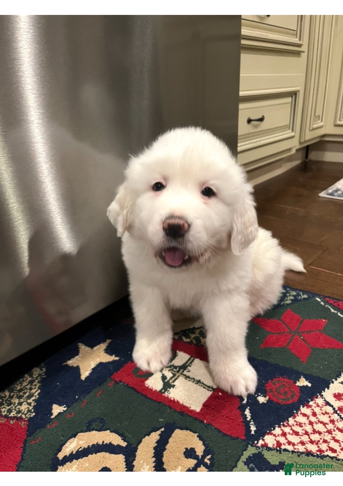 Great Pyrenees dogs Great Pyrenees Puppy 1 - Ad 1