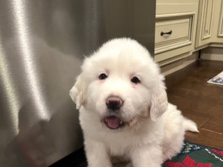 Great Pyrenees dogs Great Pyrenees Puppy 1 - Ad 25