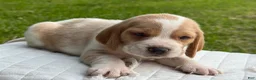 Beagle dogs for sale: Auggie - Ad 6