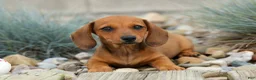 Miniature Dachshund dogs for sale: Sasha 🩷 - Ad 4