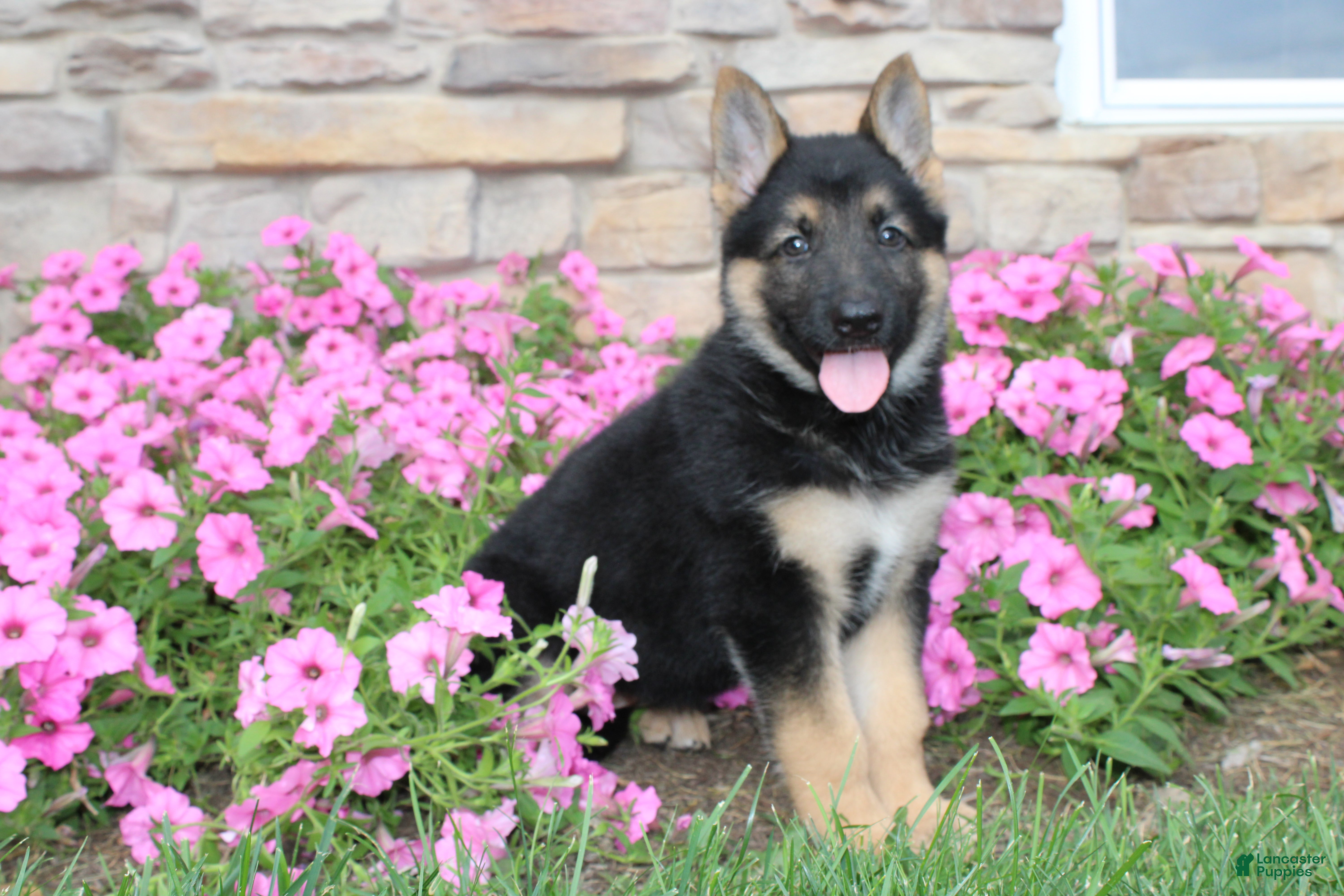 German Shepherd dogs Hazel - Ad 1