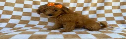 Mini Aussiedoodle dogs for sale: Ohana - Ad 3