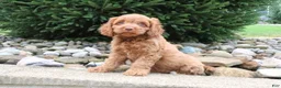 Cavapoo dogs for sale: Teddy - Ad 2