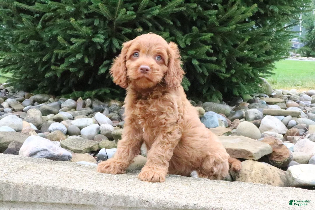 Cavapoo dogs for sale: Teddy - Ad 2