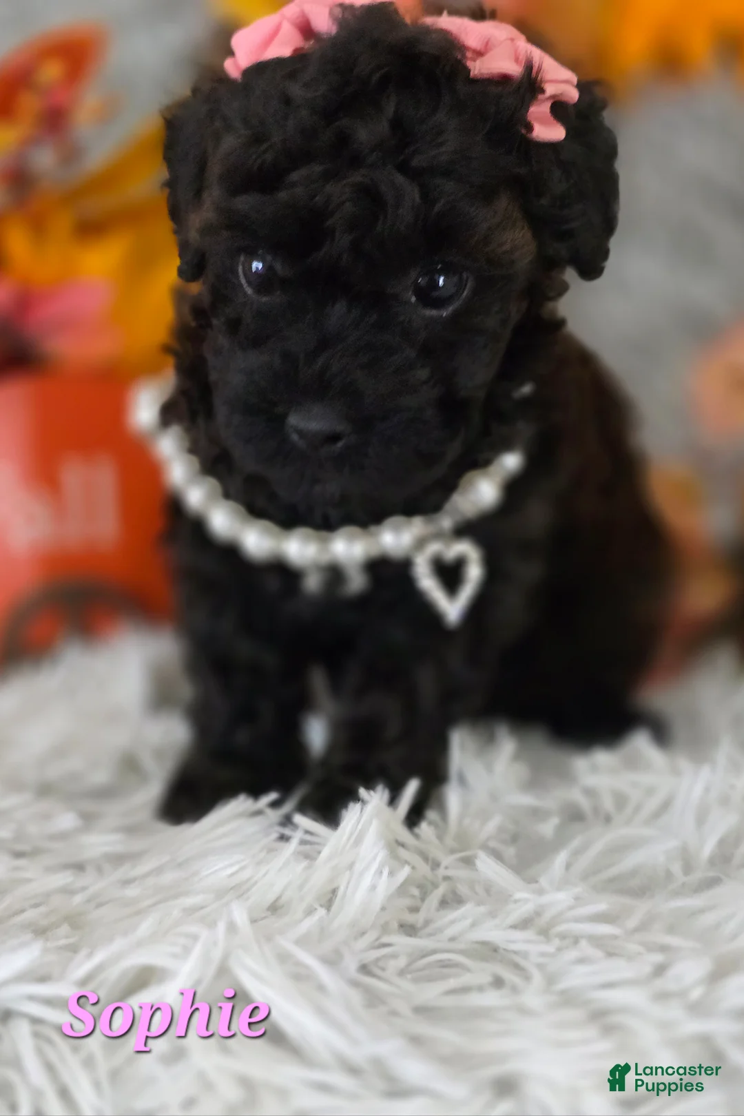 Toy Poodle dogs for sale: Sophie - Ad 3