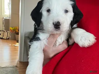 Mini Bernedoodle dogs Merritt - Ad 5