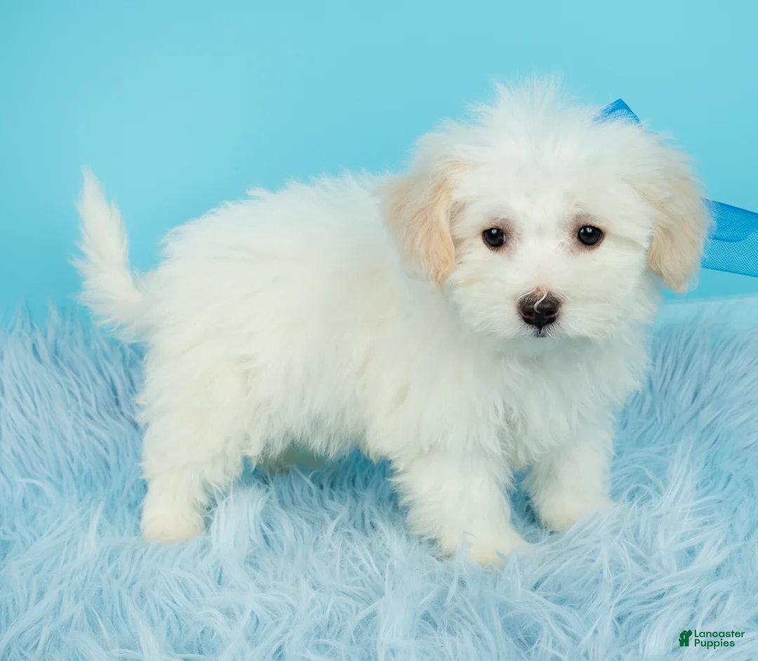 Maltipoo dogs for sale: Maltipoo litter of 5 puppies - Ad 29