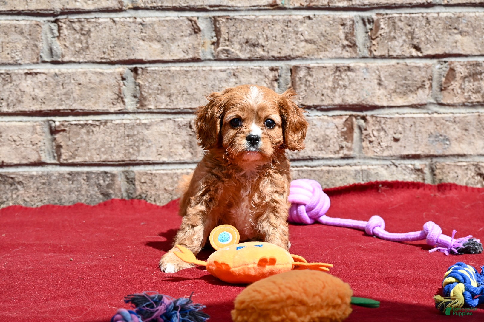 Cavalier King Charles Spaniel dogs Chad - Ad 2