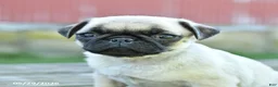 Pug dogs for sale: Lilly - Ad 3