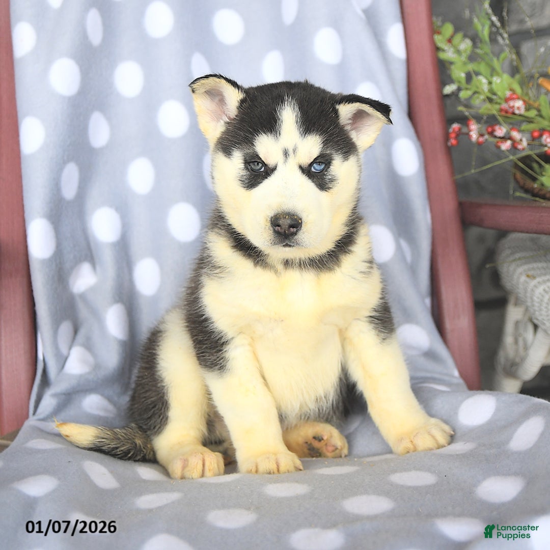Siberian Husky dogs for sale: Buster - Ad 3