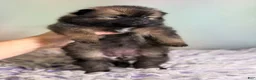 Pomeranian dogs for sale: Chasity - Ad 8