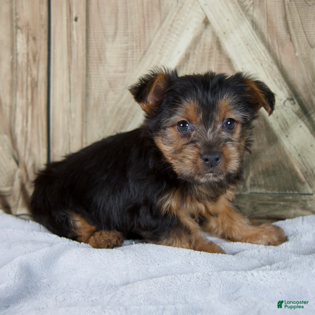 Yorkshire Terrier dogs for sale: Faith - Ad 2