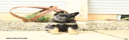 German Shepherd dogs for sale: Luke - Ad 4