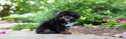 Cavapoo dogs for sale: Lil Bear - Ad 6