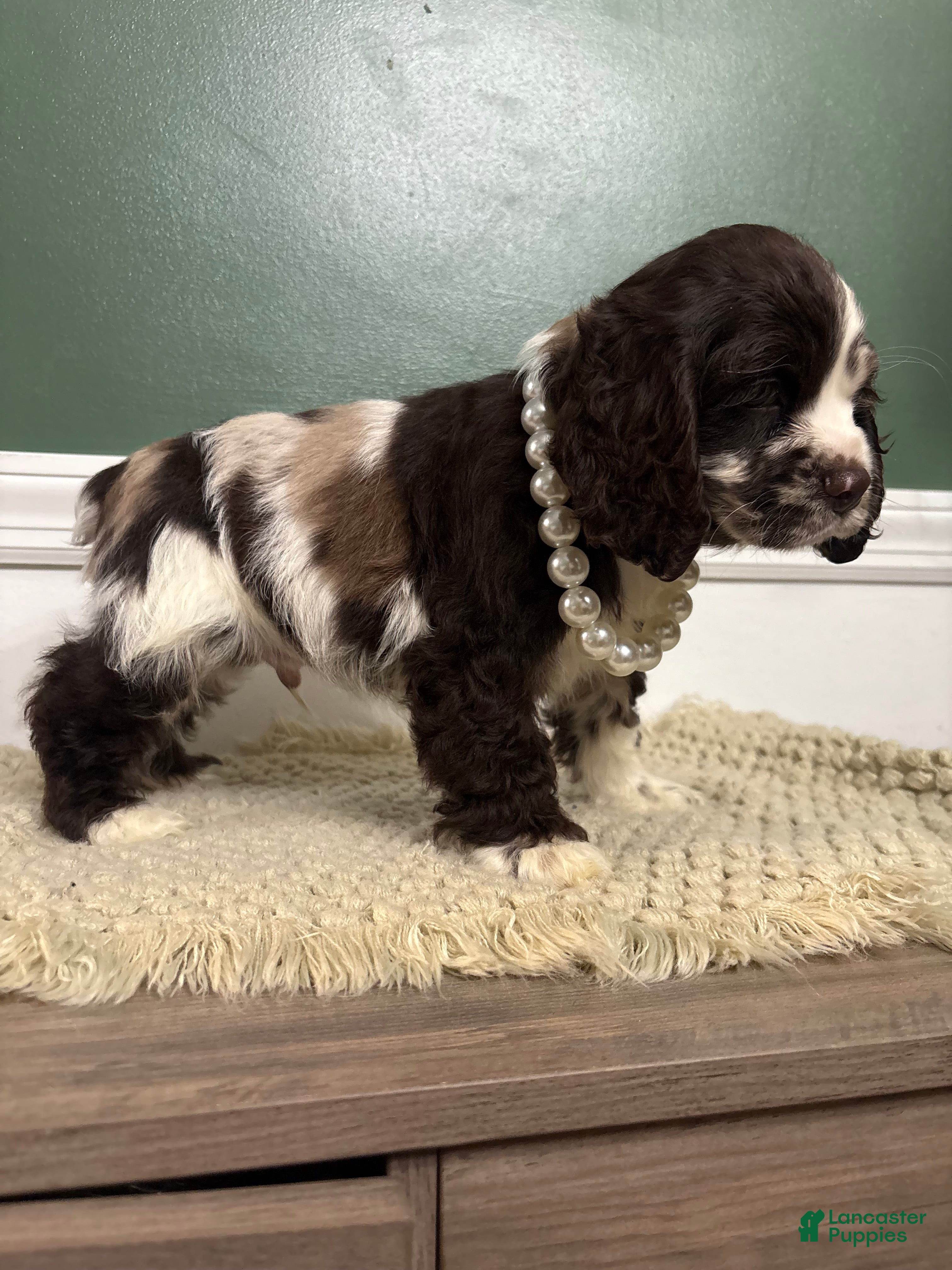 Cocker Spaniel dogs Cowboy - Ad 1