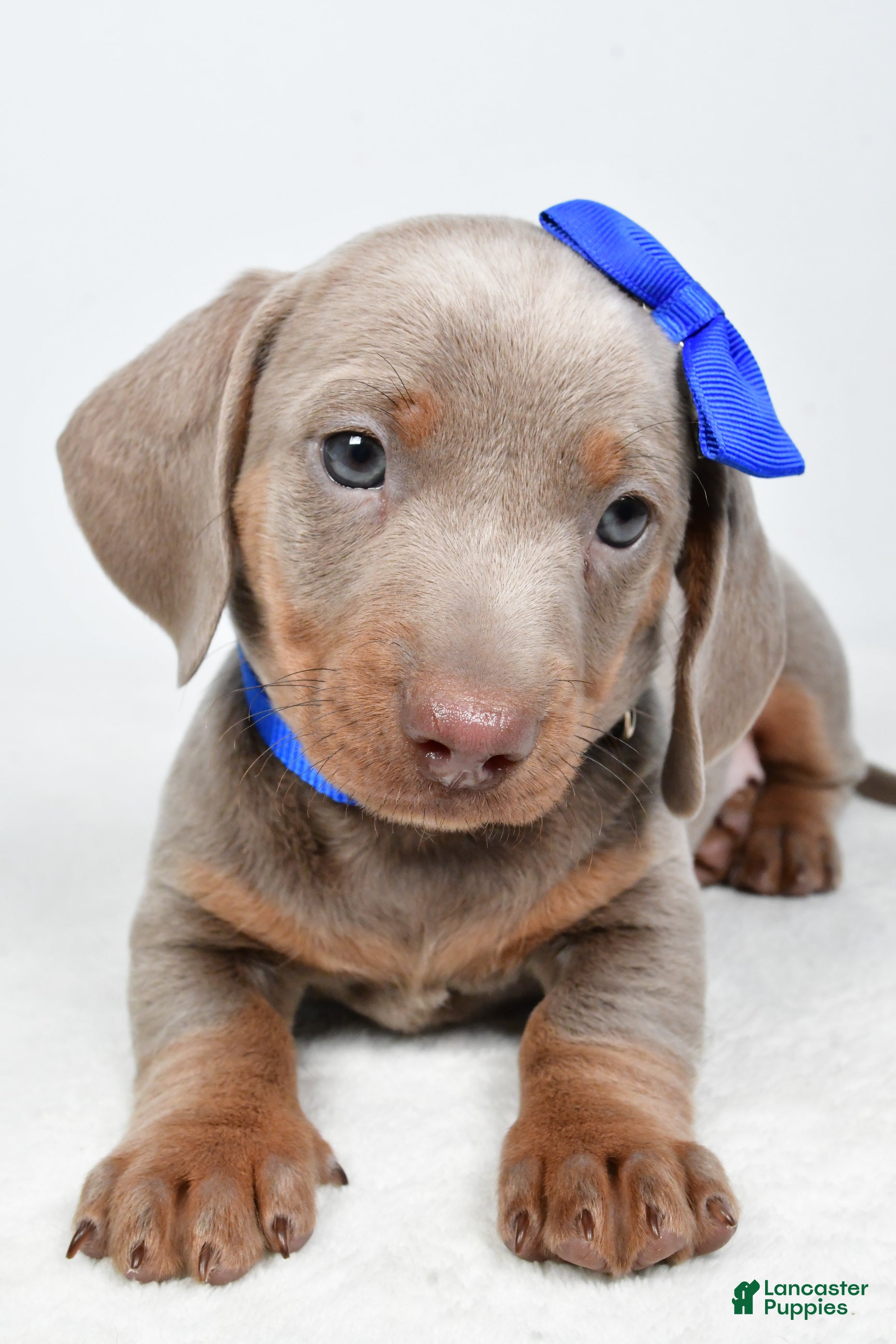 Miniature Dachshund dogs Austin - Ad 2