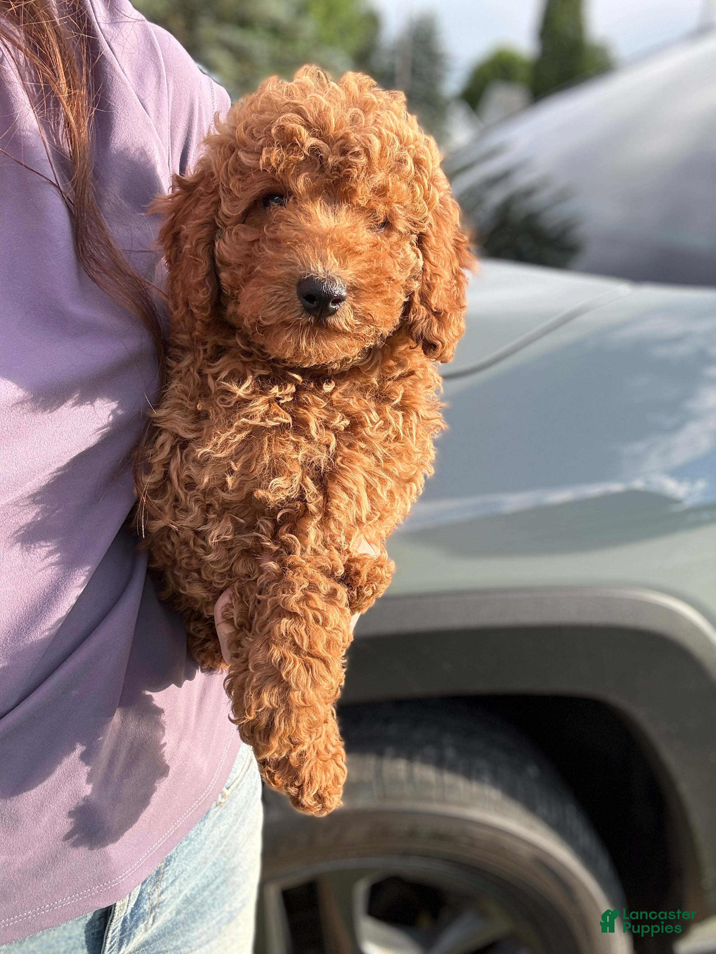 Mini Goldendoodle dogs Ladybug - Ad 1