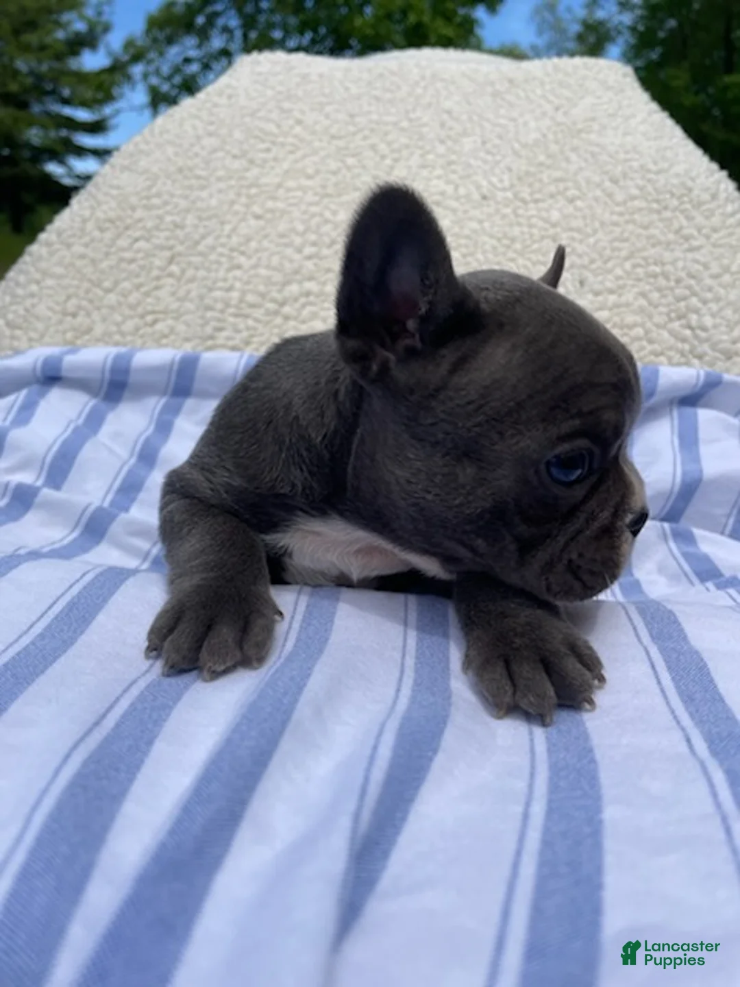 French Bulldog dogs for sale: Scar - Ad 2