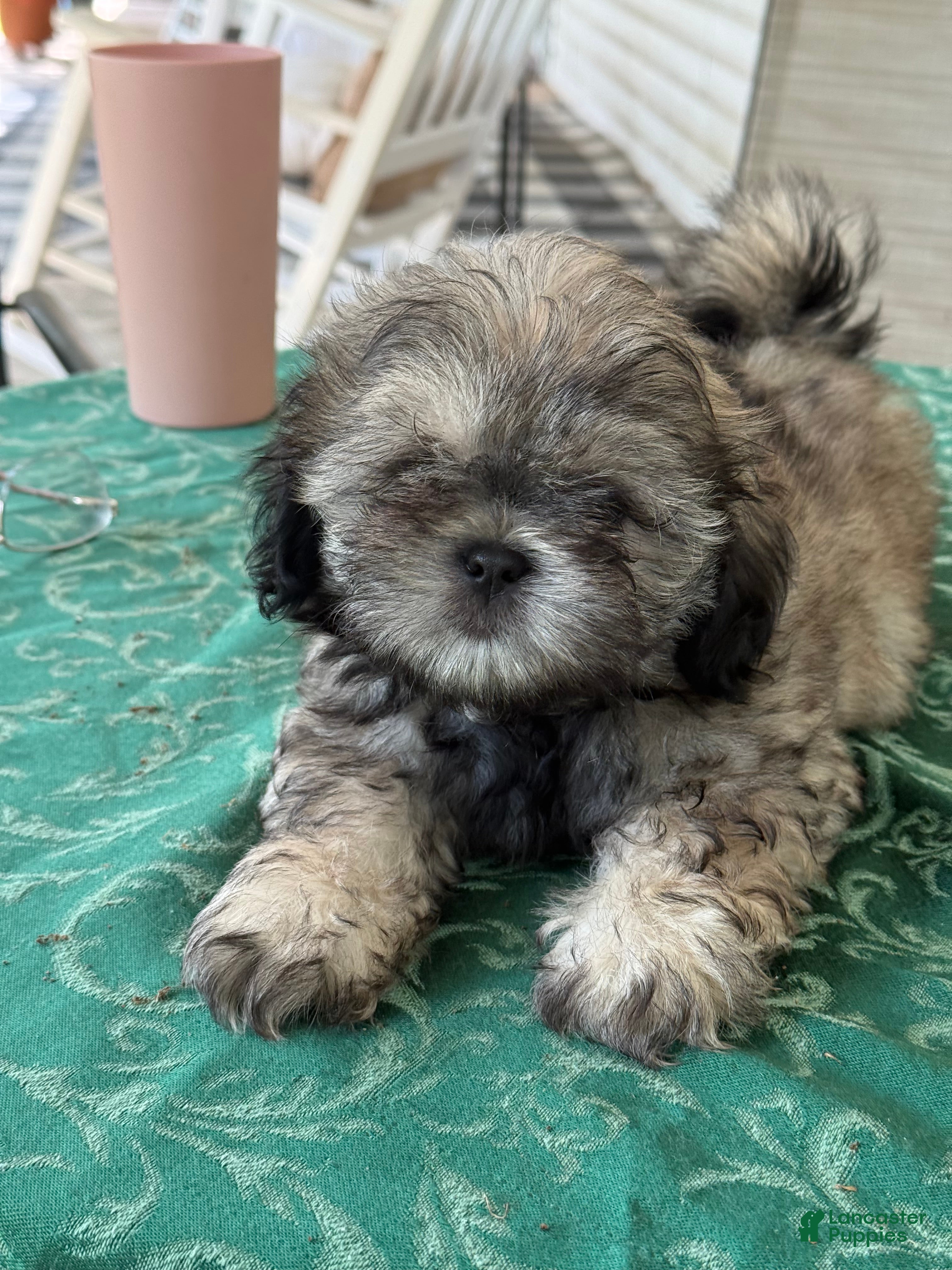 Shih Tzu dogs for sale: Shih Tzu Puppy 1 - Ad 3