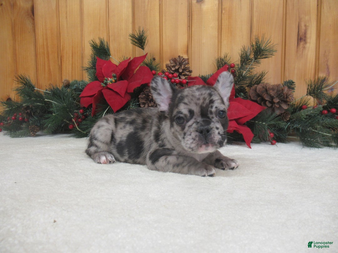 French Bulldog dogs for sale: AKC Delight - Ad 2