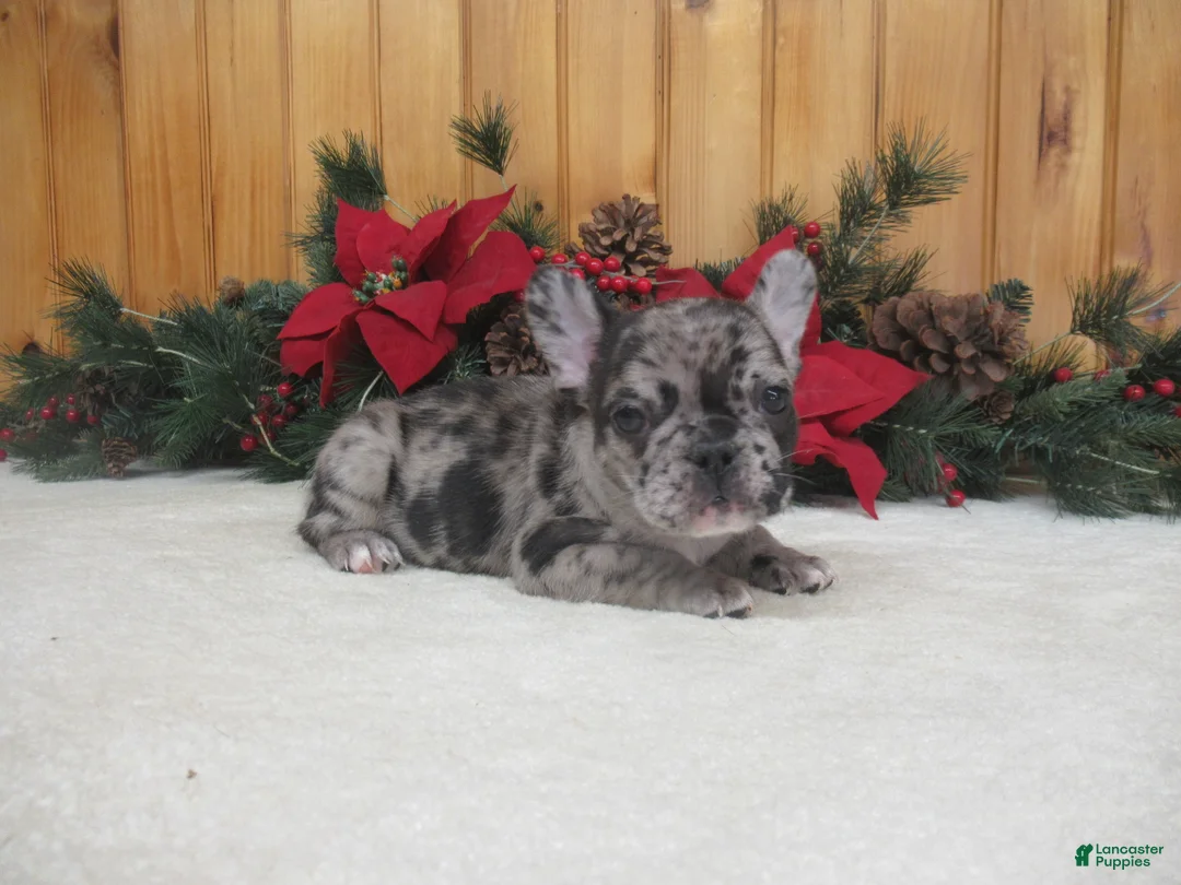 French Bulldog dogs for sale: AKC Delight - Ad 2