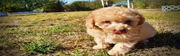Havapoo dogs for sale: Dr. Pepper - Ad 16