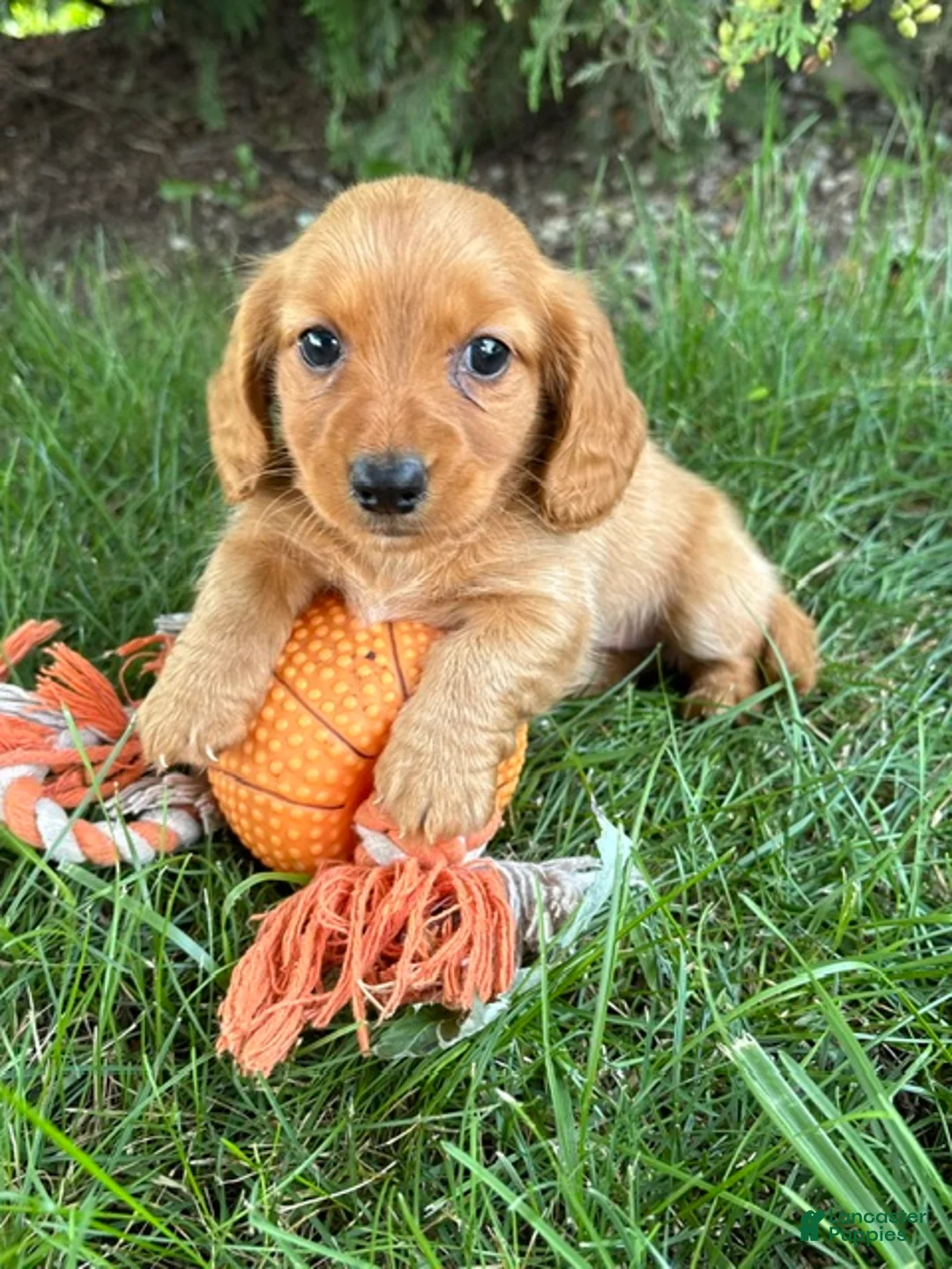 Dachshund dogs for sale: Pumpkin - Ad 1