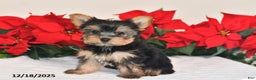 Yorkshire Terrier dogs for sale: Jade - Ad 5