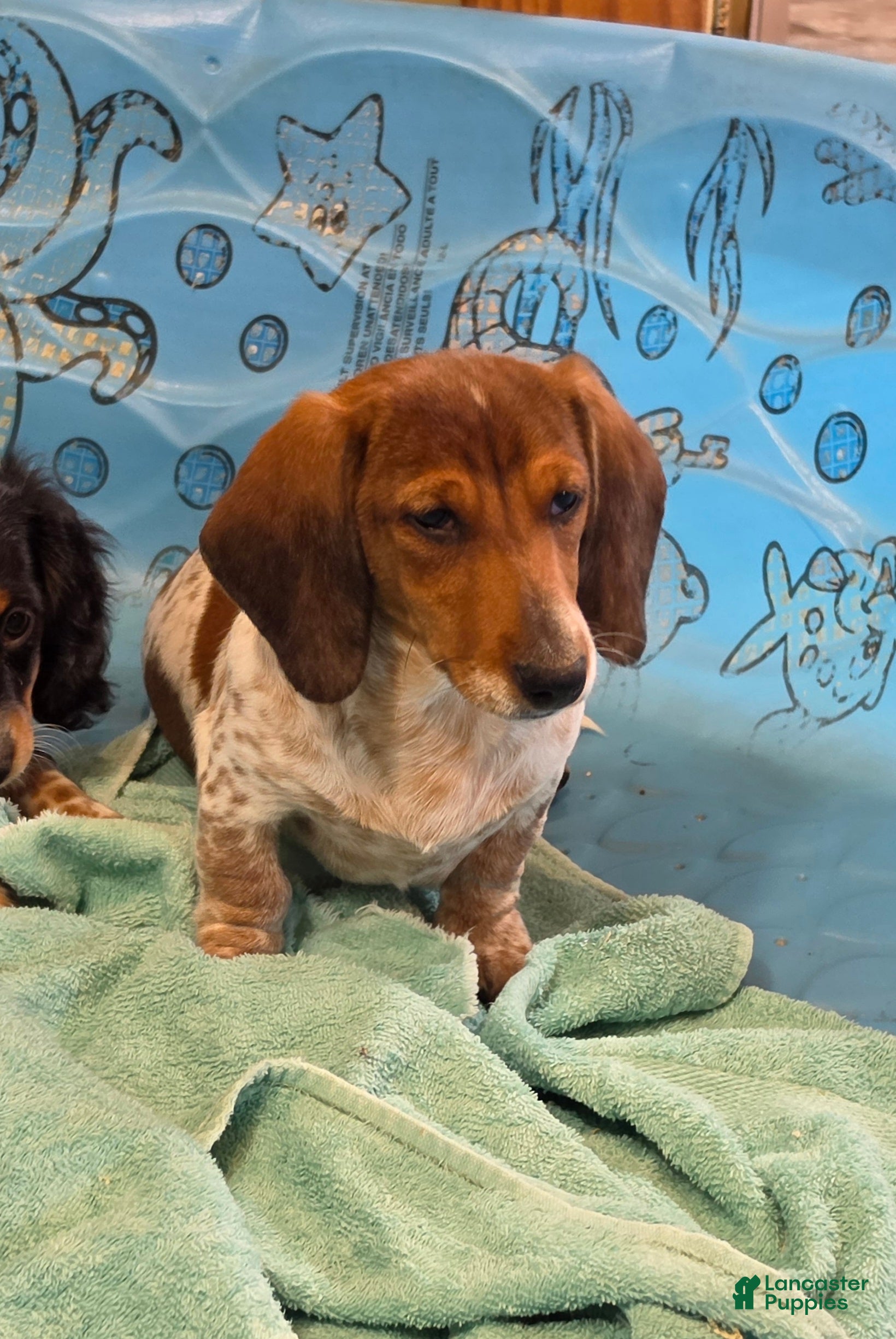 Miniature Dachshund dogs Kenny - Ad 2