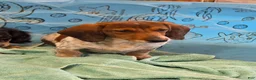 Miniature Dachshund dogs for sale: Kenny - Ad 2