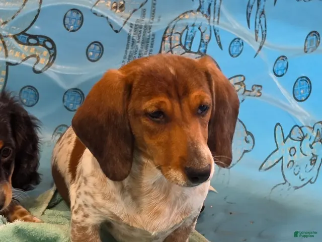 Miniature Dachshund dogs for sale: Kenny - Ad 2