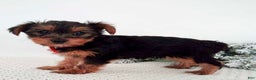 Yorkshire Terrier dogs for sale: Julie - Ad 2