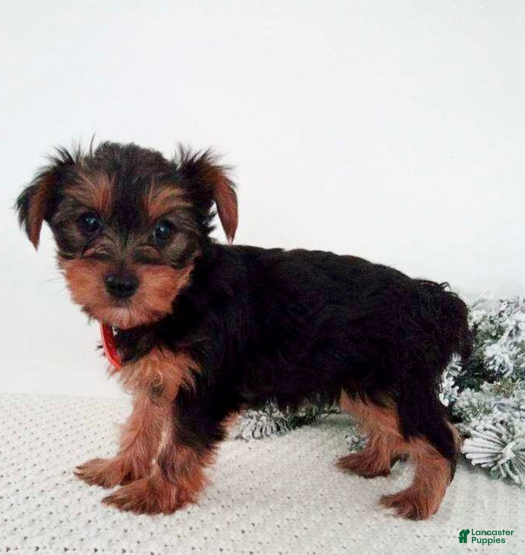 Yorkshire Terrier dogs for sale: Julie - Ad 2