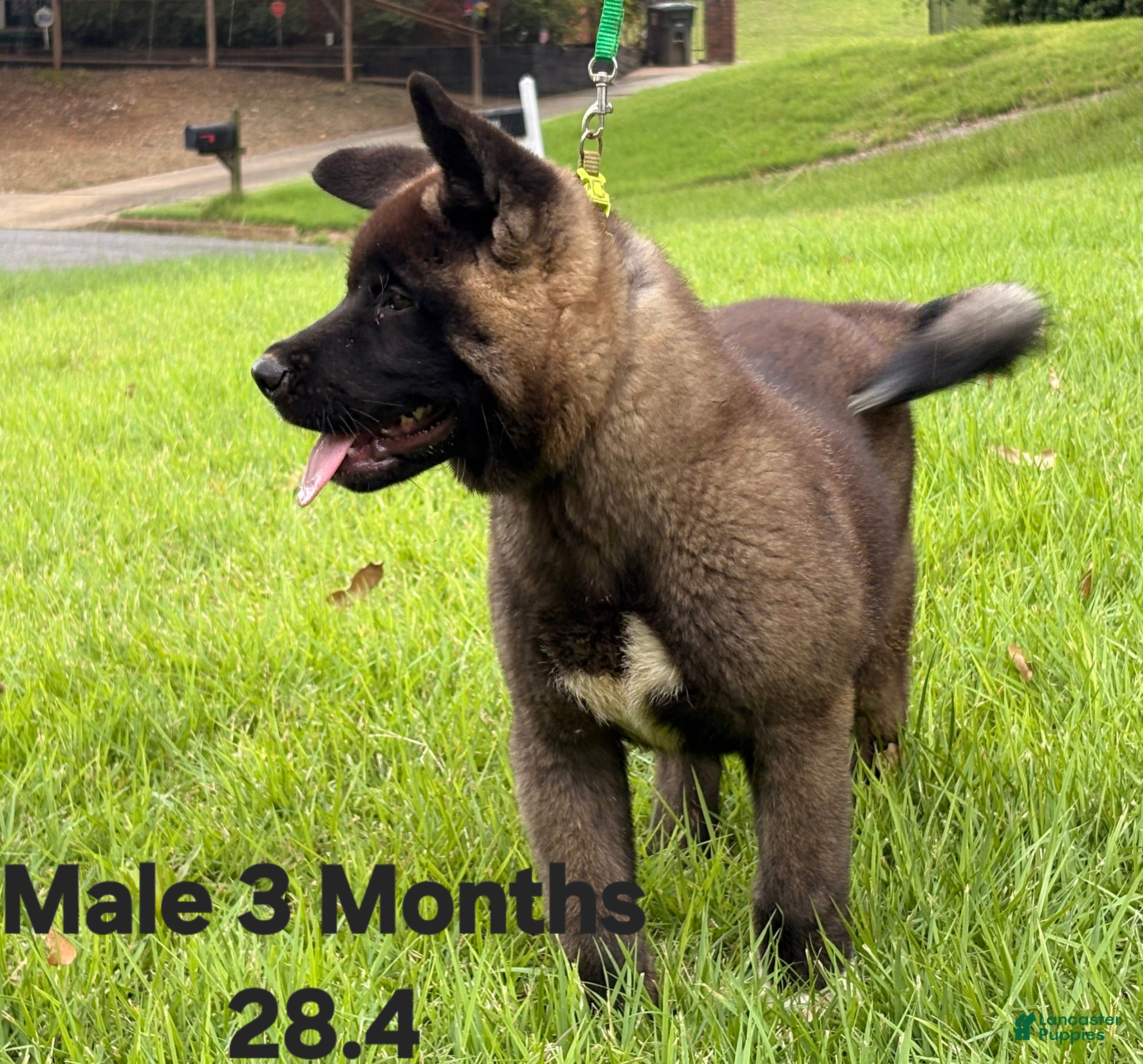 Akita dogs Akita Puppy 1 - Ad 2