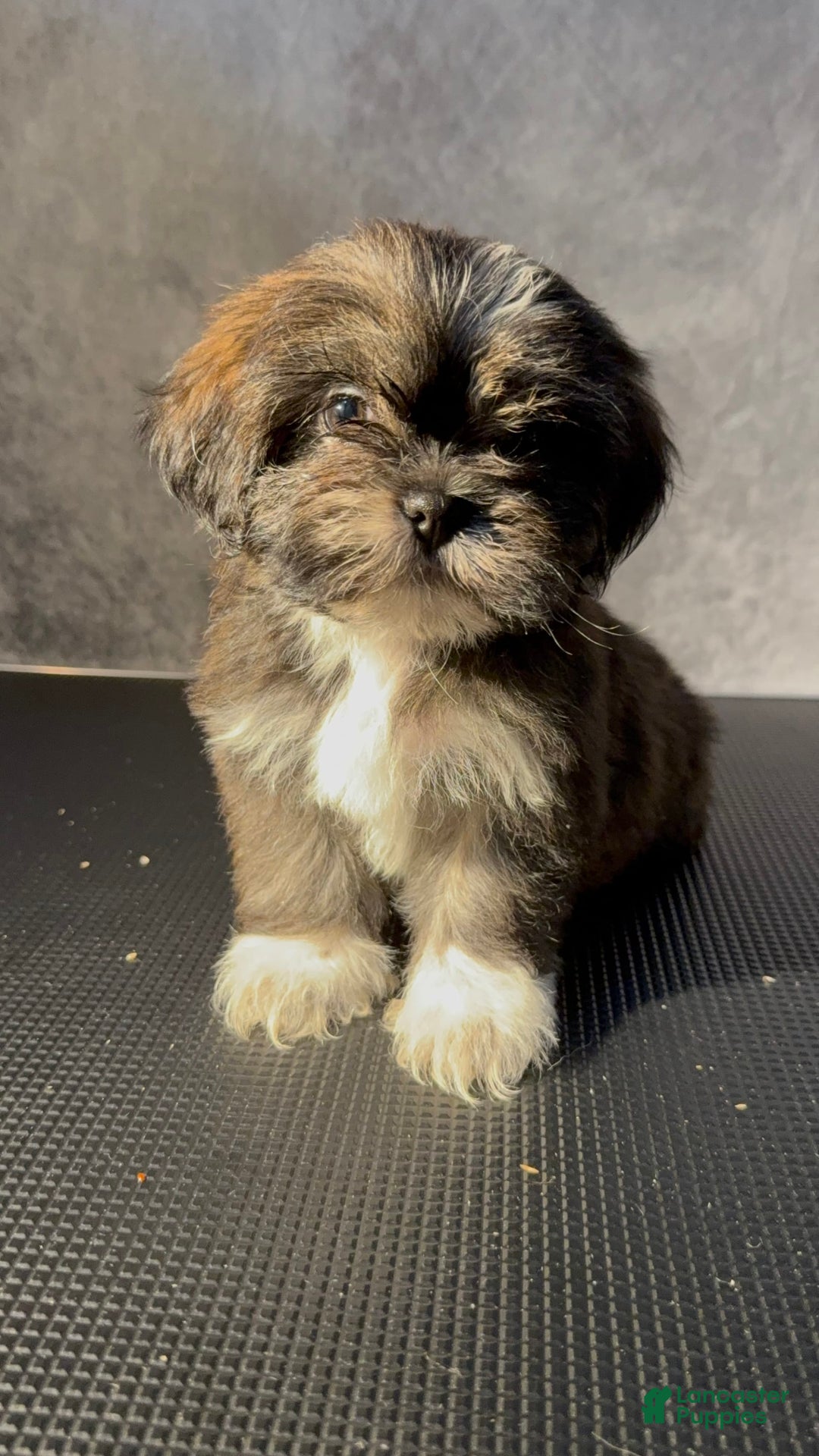 Gallery Image {{count}}