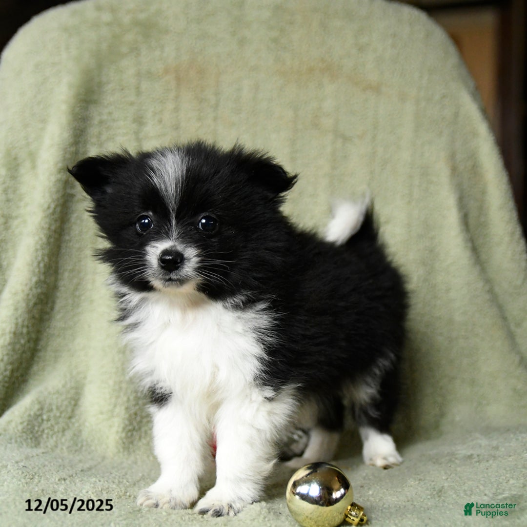 Pomeranian dogs for sale: Sterling - Ad 5