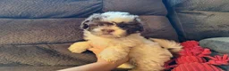 Teddy Bear dogs for sale: Rusty - Ad 3