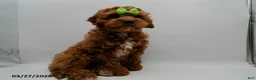 Cavapoo dogs for sale: Jax - Ad 9