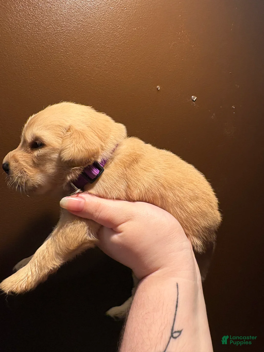 Golden Retriever dogs for sale: Brioche - Ad 2