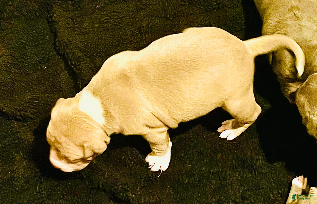 American Bully dogs for sale: American Bully 3 - Ad 2