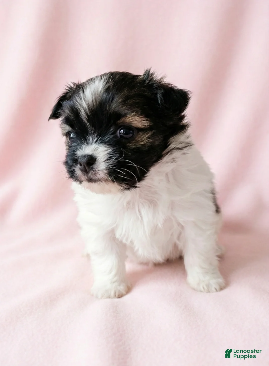 Mixed Breed dogs for sale: Carrie - Ad 3