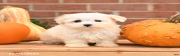 Maltipoo dogs for sale: Felix - Ad 2