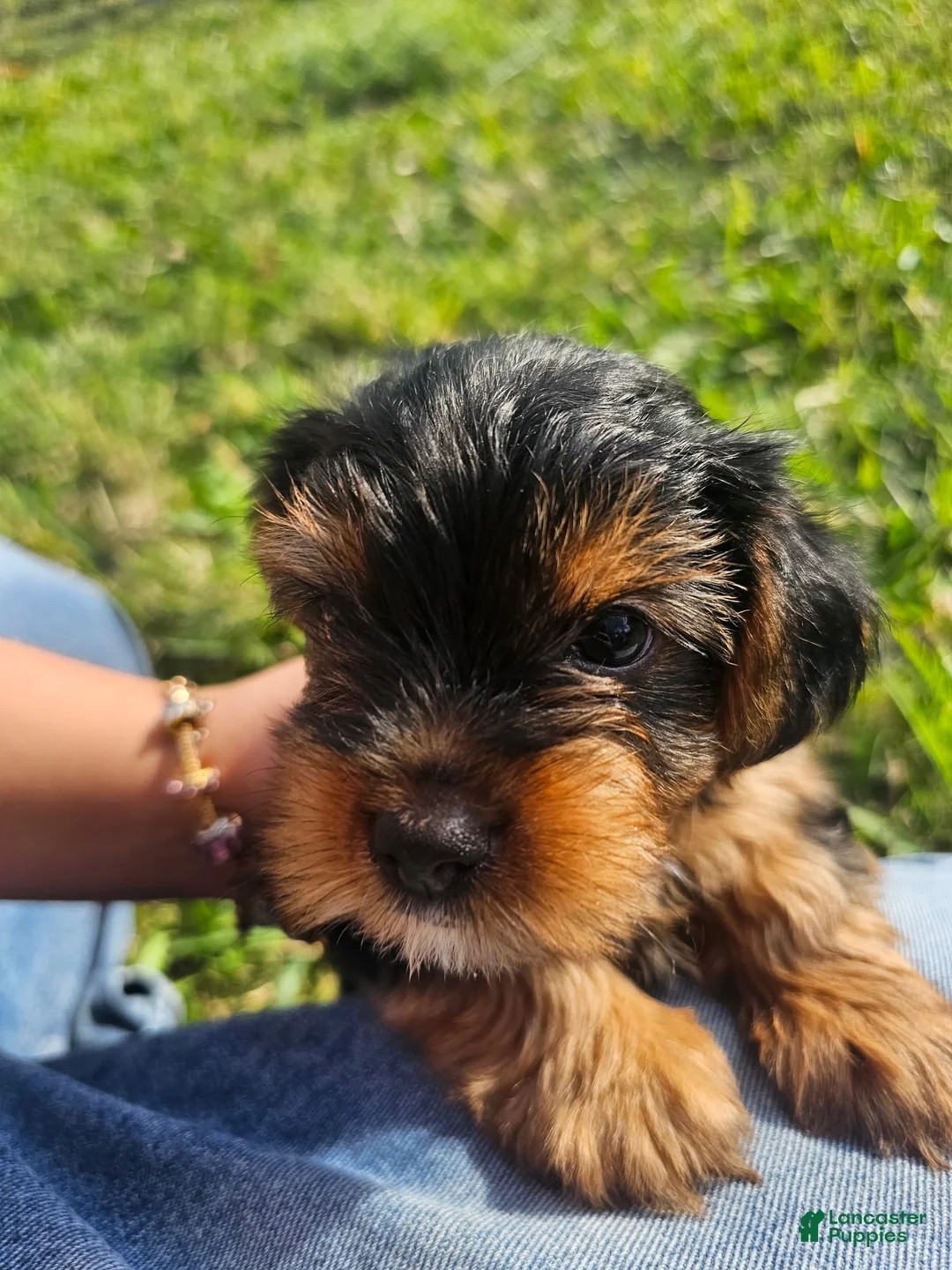 Yorkshire Terrier dogs for sale: Yorkshire Terrier Puppy meet Teddy - Ad 2