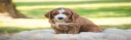 Cavapoo dogs for sale: Blaise Cavapoo  - Ad 16