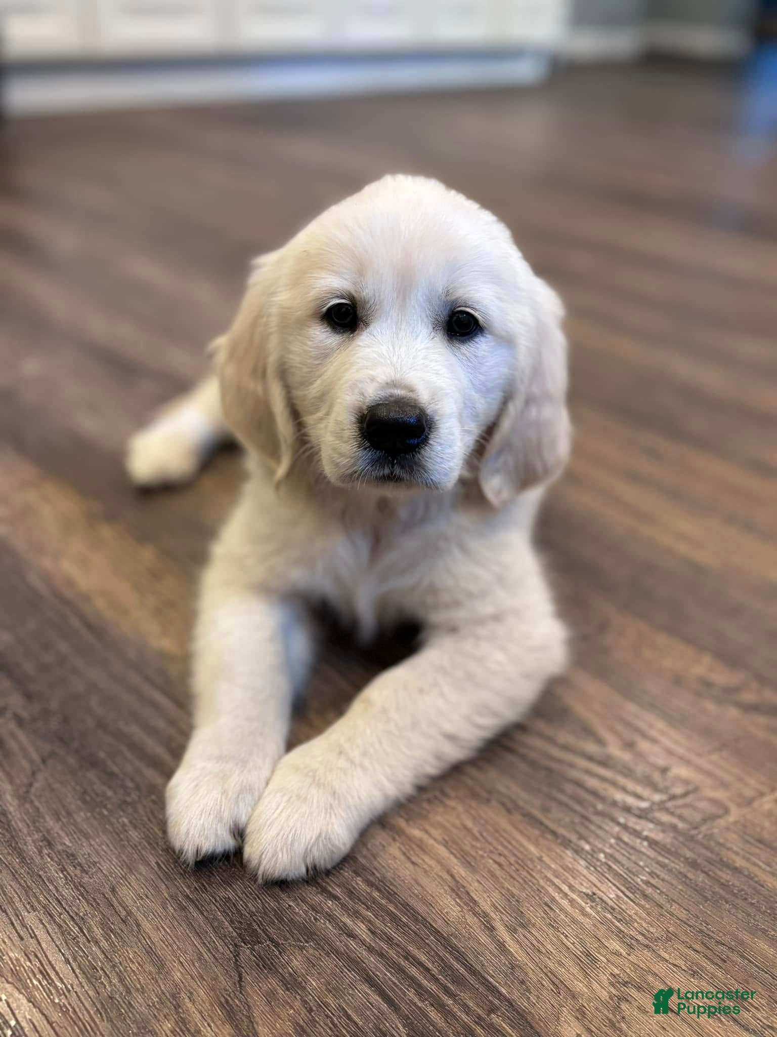 Golden Retriever dogs Boy 2 - Ad 4