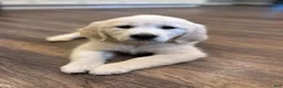 Golden Retriever dogs for sale: Boy 2 - Ad 1