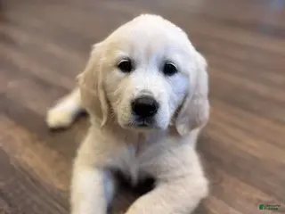 Golden Retriever dogs Boy 2 - Ad 4