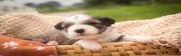 Havanese dogs for sale: Paige Havanese   - Ad 5