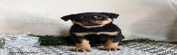 Rottweiler dogs for sale: Gru  - Ad 4