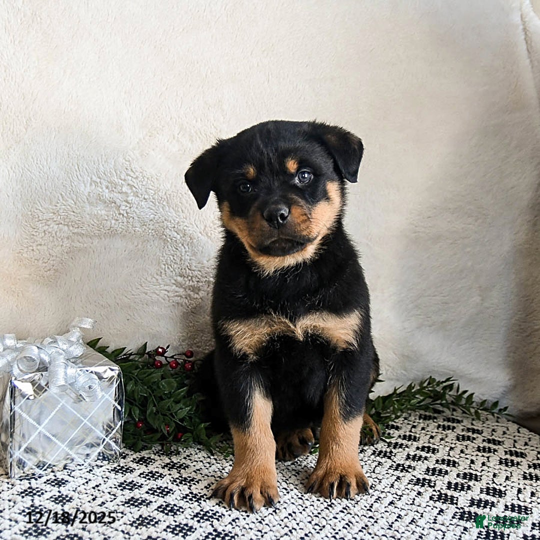 Rottweiler dogs for sale: Gru  - Ad 4